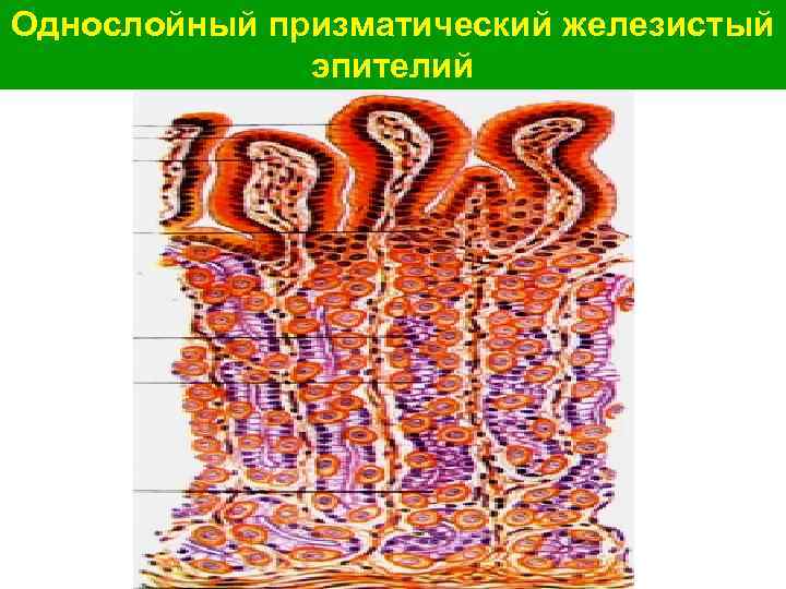 Однослойный призматический железистый эпителий 