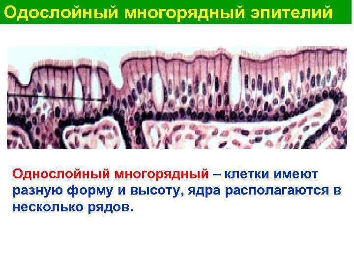Одослойный многорядный эпителий Однослойный многорядный – клетки имеют разную форму и высоту, ядра располагаются