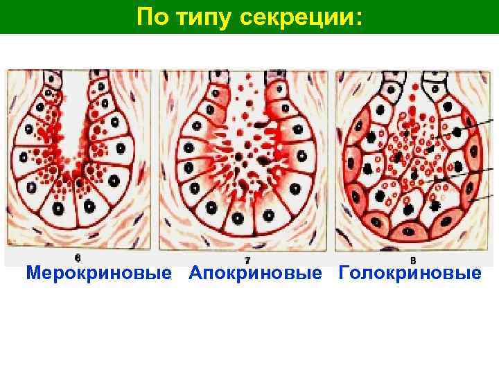 По типу секреции: Мерокриновые Апокриновые Голокриновые 