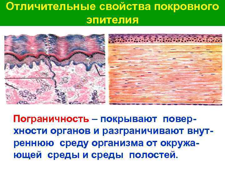 Отличительные свойства покровного эпителия Пограничность – покрывают поверхности органов и разграничивают внутреннюю среду организма