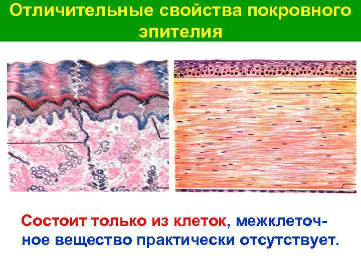Отличительные свойства покровного эпителия Состоит только из клеток, межклеточное вещество практически отсутствует. 