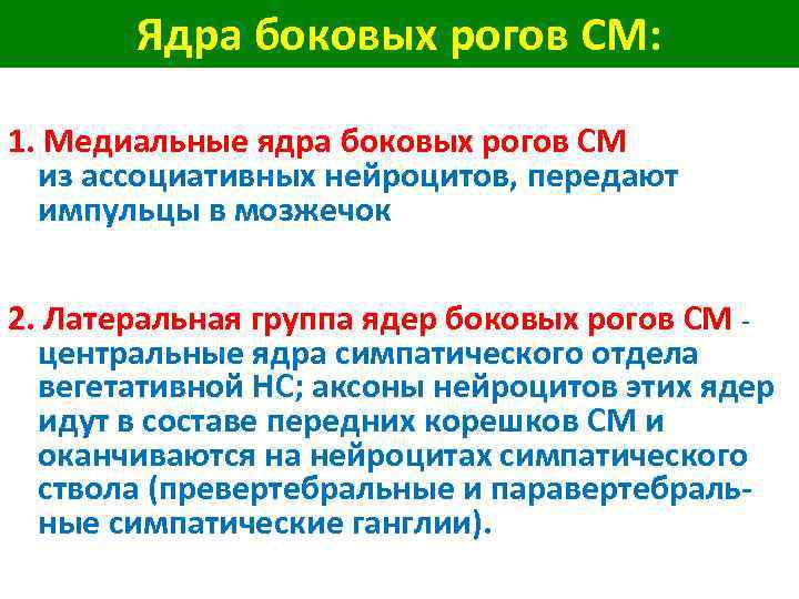 Ядра боковых рогов СМ: 1. Медиальные ядра боковых рогов СМ из ассоциативных нейроцитов, передают