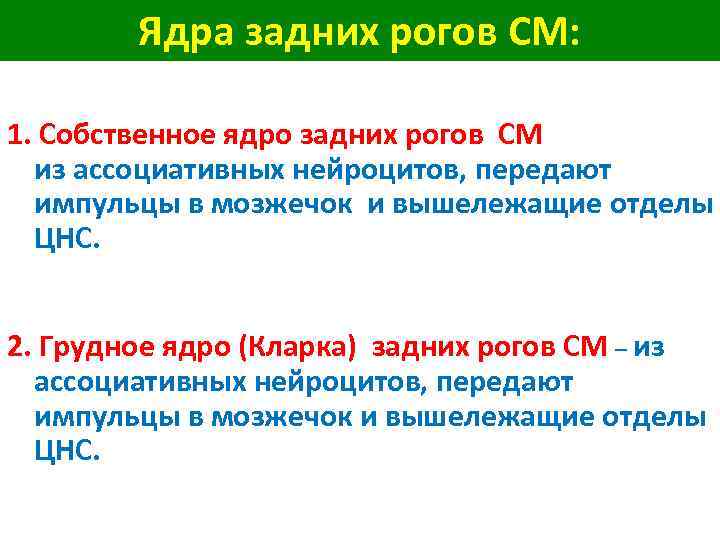 Ядра задних рогов СМ: 1. Собственное ядро задних рогов СМ из ассоциативных нейроцитов, передают