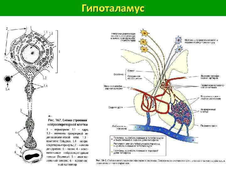 Гипоталамус 