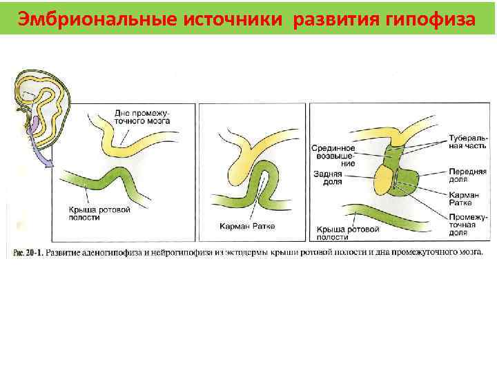 Эмбриональные источники развития гипофиза 