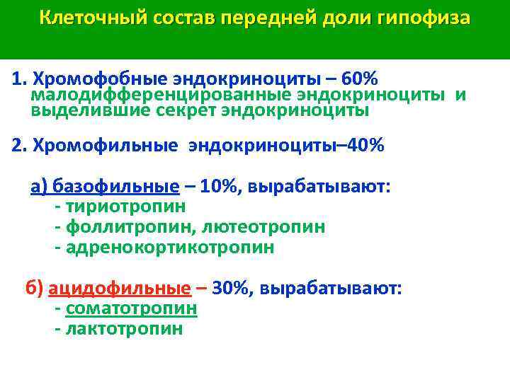Клеточный состав передней доли гипофиза 1. Хромофобные эндокриноциты – 60% малодифференцированные эндокриноциты и выделившие