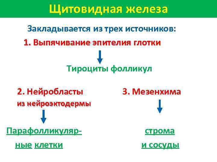 Щитовидная железа Закладывается из трех источников: 1. Выпячивание эпителия глотки Тироциты фолликул 2. Нейробласты