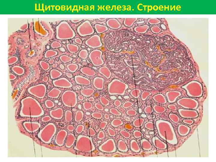 Щитовидная железа. Строение 
