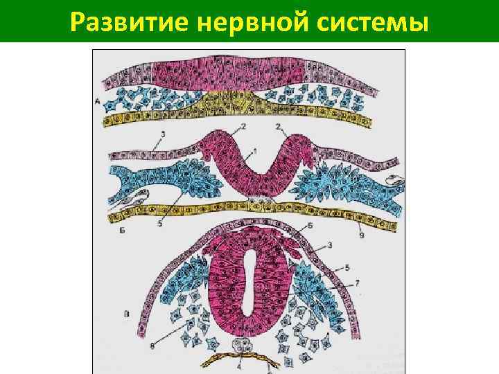 Развитие нервной системы 