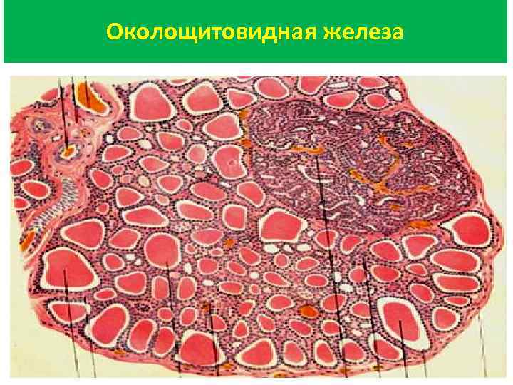 Околощитовидная железа 