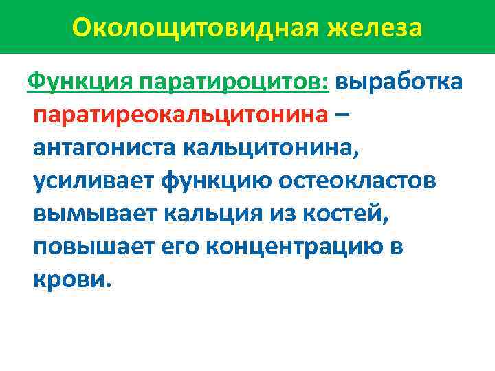 Околощитовидная железа Функция паратироцитов: выработка паратиреокальцитонина – антагониста кальцитонина, усиливает функцию остеокластов вымывает кальция