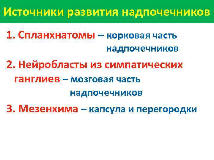 Источники развития надпочечников 1. Спланхнатомы – корковая часть надпочечников 2. Нейробласты из симпатических ганглиев