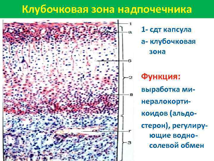 Клубочковая зона надпочечника 1 - сдт капсула а- клубочковая зона Функция: выработка минералокортикоидов (альдостерон),
