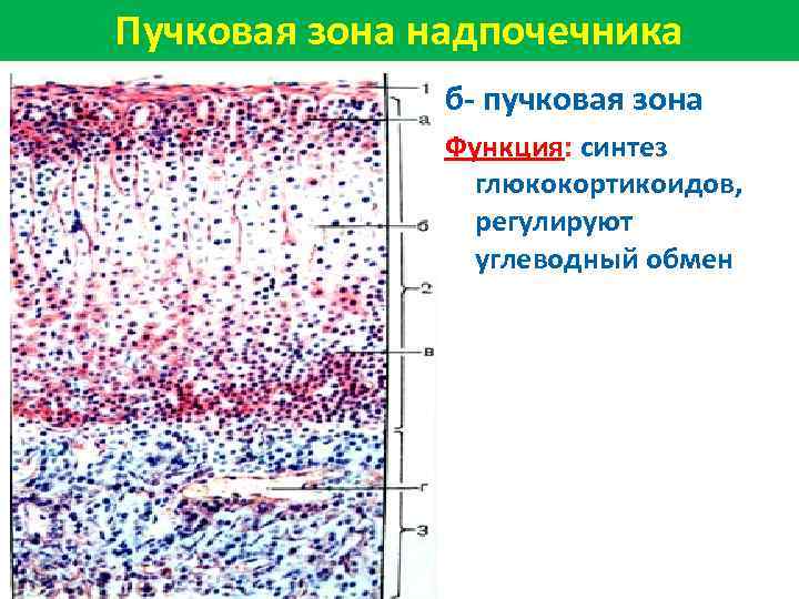 Пучковая зона надпочечника б- пучковая зона Функция: синтез глюкокортикоидов, регулируют углеводный обмен 