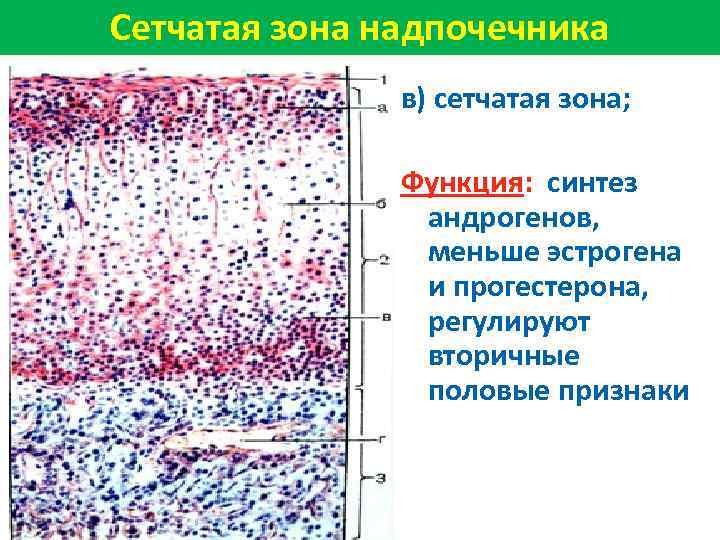 Сетчатая зона надпочечника в) сетчатая зона; Функция: синтез андрогенов, меньше эстрогена и прогестерона, регулируют