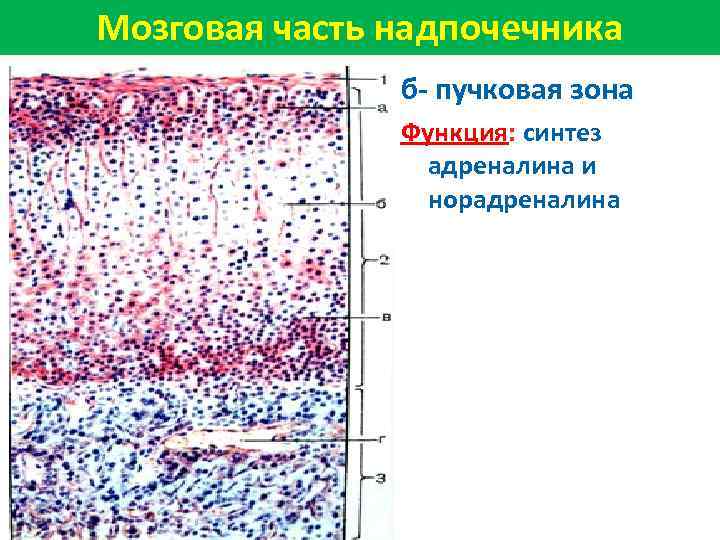 Мозговая часть надпочечника б- пучковая зона Функция: синтез адреналина и норадреналина 