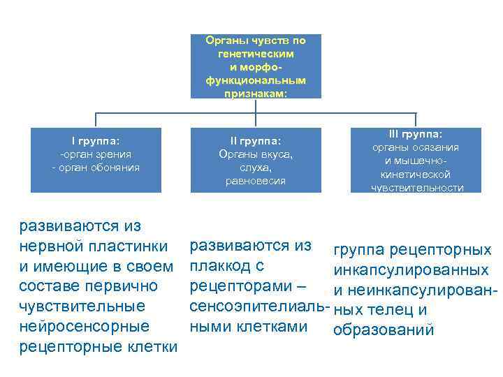 Органы чувств по генетическим и морфофункциональным признакам: I группа: -орган зрения - орган обоняния