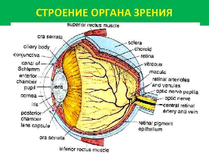 СТРОЕНИЕ ОРГАНА ЗРЕНИЯ 
