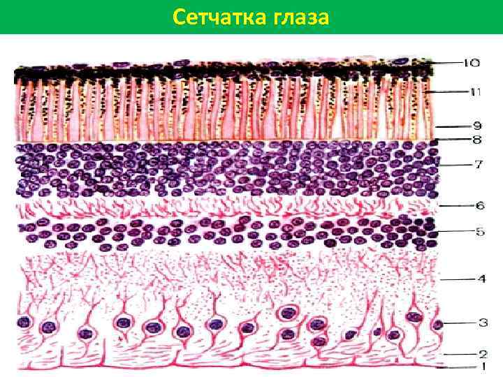 Сетчатка глаза 