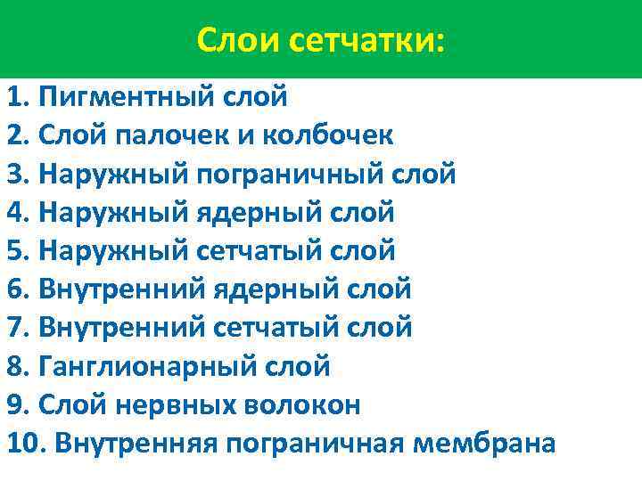 Слои сетчатки: 1. Пигментный слой 2. Слой палочек и колбочек 3. Наружный пограничный слой