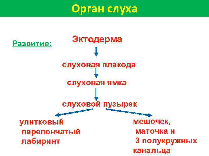 Орган слуха Развитие: Эктодерма слуховая плакода слуховая ямка слуховой пузырек улитковый перепончатый лабиринт мешочек,
