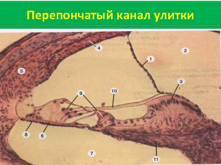 Стенки перепончатой улитки