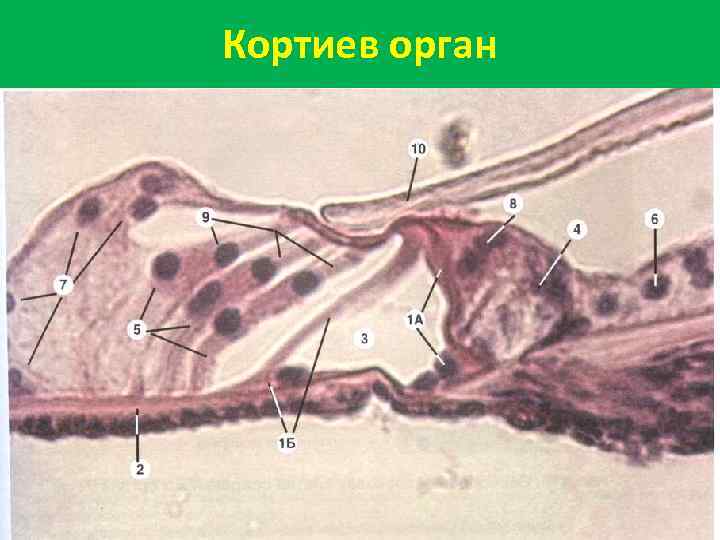 Кортиев орган 