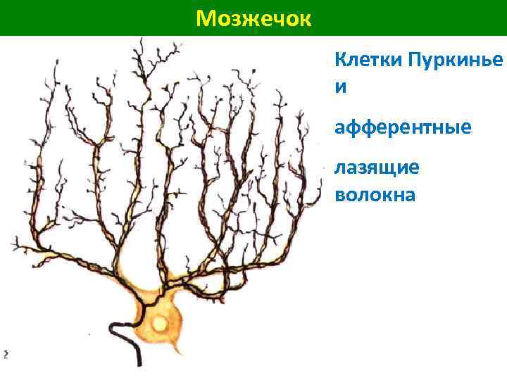 Мозжечок Клетки Пуркинье и афферентные лазящие волокна 