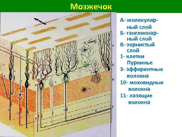 Мозжечок А- молекулярный слой Б- ганглионарный слой В- зернистый слой 1 - клетки Пуркинье
