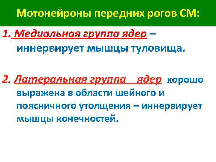 Мотонейроны передних рогов СМ: 1. Медиальная группа ядер – иннервирует мышцы туловища. 2. Латеральная