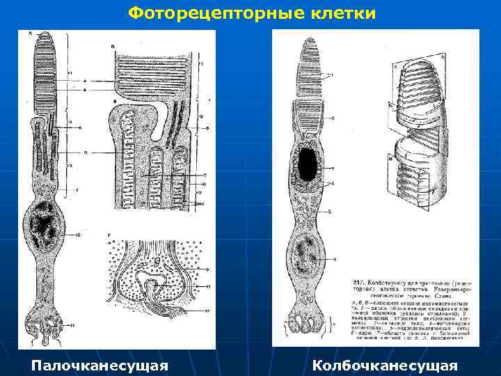 Фоторецепторные клетки Палочканесущая Колбочканесущая 