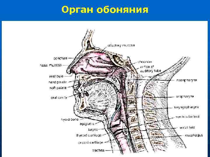 Орган осязания обоняния и вкуса презентация 8 класс по биологии