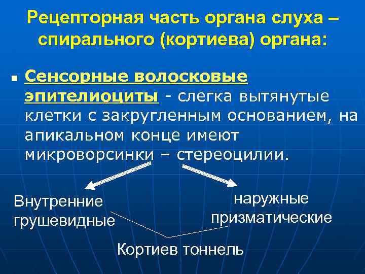 Рецепторная часть органа слуха – спирального (кортиева) органа: n Сенсорные волосковые эпителиоциты - слегка