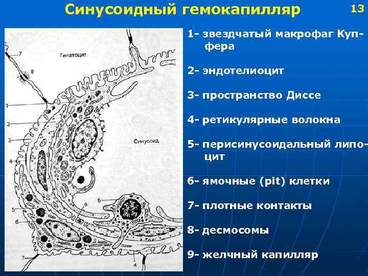 Синусоидный гемокапилляр 13 1 - звездчатый макрофаг Купфера 2 - эндотелиоцит 3 - пространство