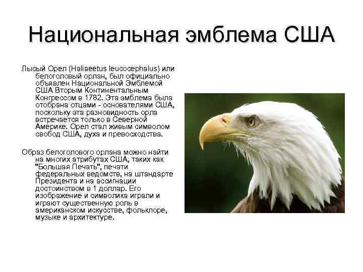 Национальная эмблема США Лысый Орел (Haliaeetus leucocephalus) или белоголовый орлан, был официально объявлен Национальной