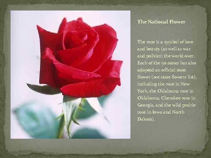 The National Flower The rose is a symbol of love and beauty (as well