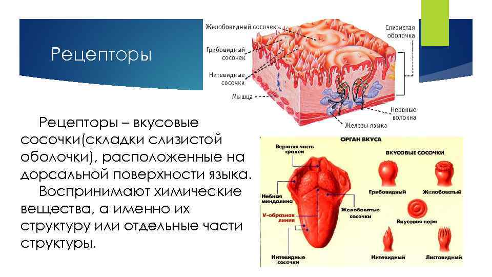 Рецепторы – вкусовые сосочки(складки слизистой оболочки), расположенные на дорсальной поверхности языка. Воспринимают химические вещества,