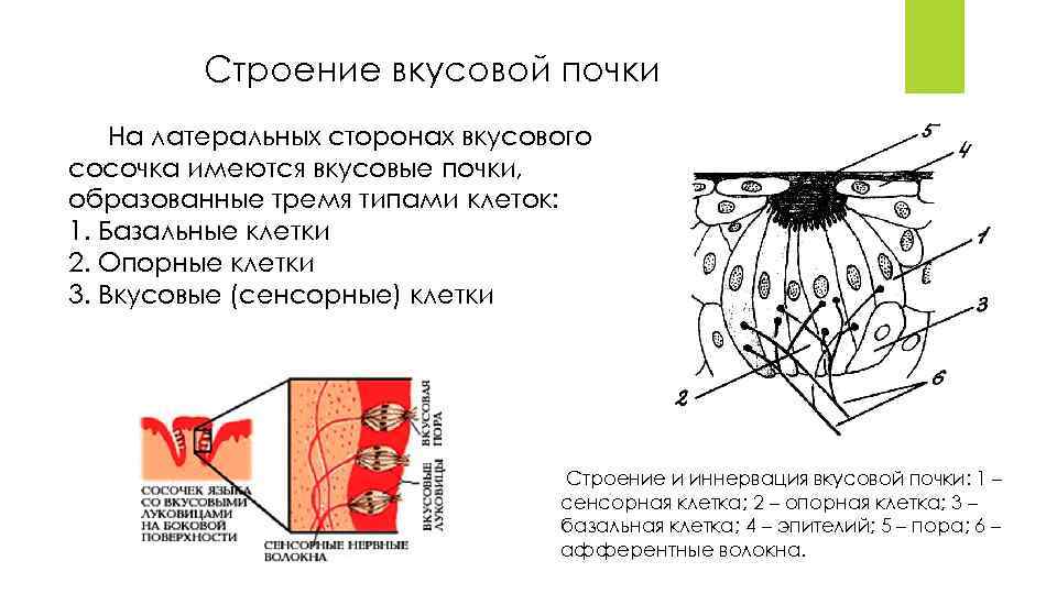 Строение вкусовой почки На латеральных сторонах вкусового сосочка имеются вкусовые почки, образованные тремя типами