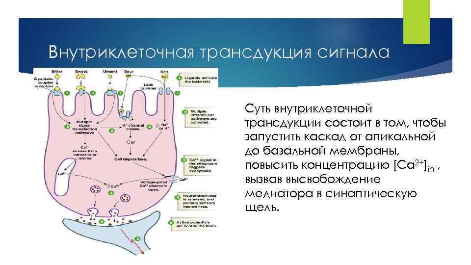 Внутриклеточная трансдукция сигнала Суть внутриклеточной трансдукции состоит в том, чтобы запустить каскад от апикальной