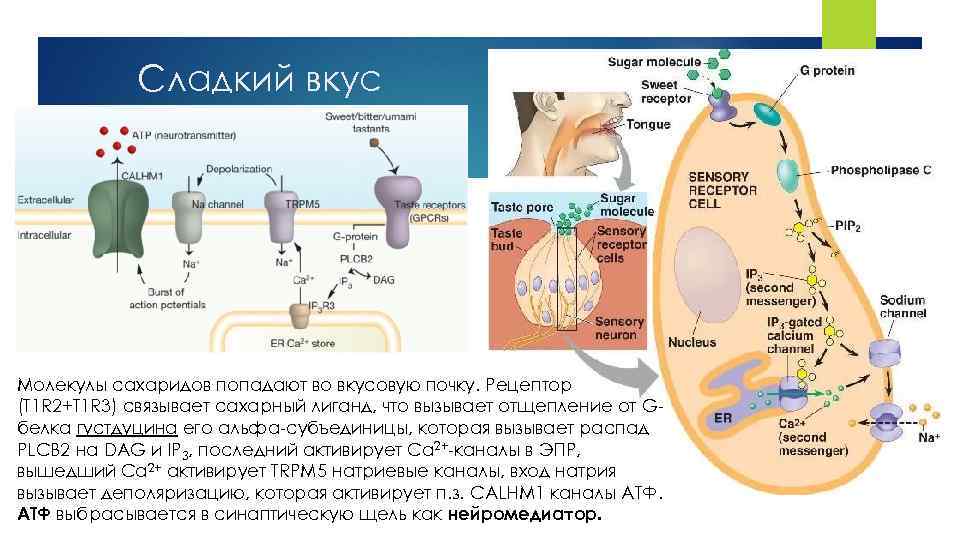 Сладкий вкус Молекулы сахаридов попадают во вкусовую почку. Рецептор (T 1 R 2+T 1