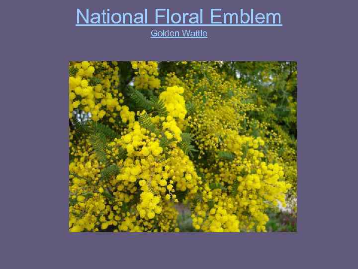 National Floral Emblem Golden Wattle 