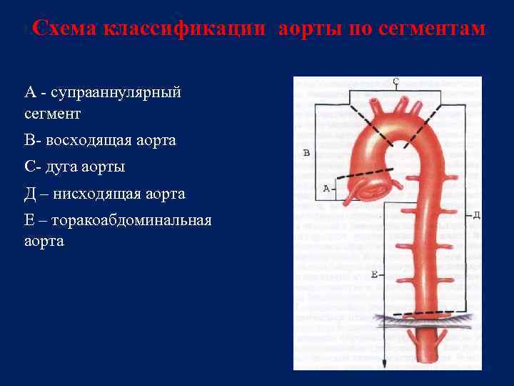 Диаметр аорты. Диаметр нисходящего отдела дуги аорты. Гипоплазия восходящего отдела аорты. Восходящий отдел аорты норма кт. Сегменты аорты анатомия.