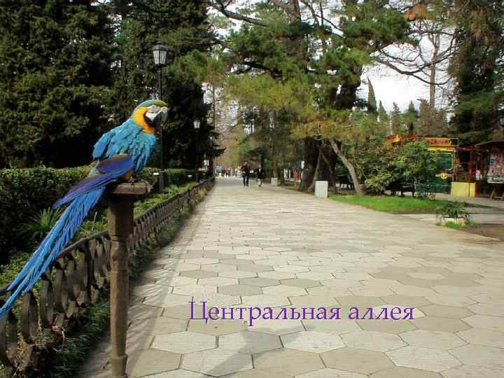 Центральная аллея 