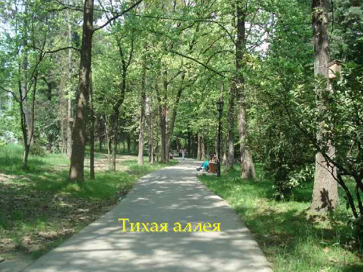 Тихая аллея 