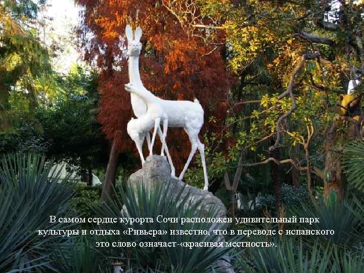 В самом сердце курорта Сочи расположен удивительный парк культуры и отдыха «Ривьера» известно, что