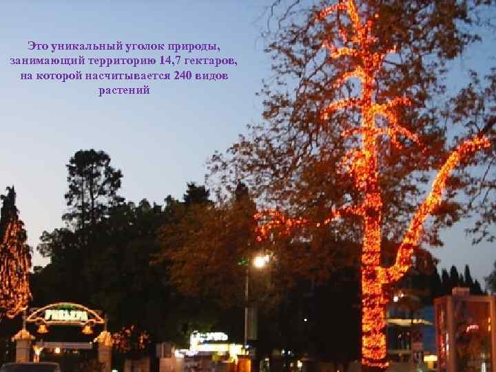 Это уникальный уголок природы, занимающий территорию 14, 7 гектаров, на которой насчитывается 240 видов