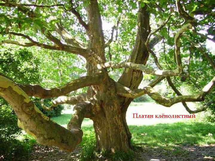 Платан клёнолистный 