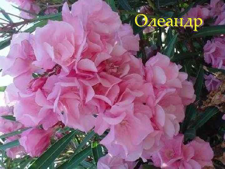 Олеандр 