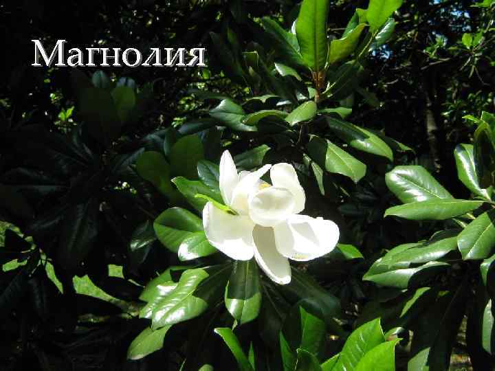 Магнолия 
