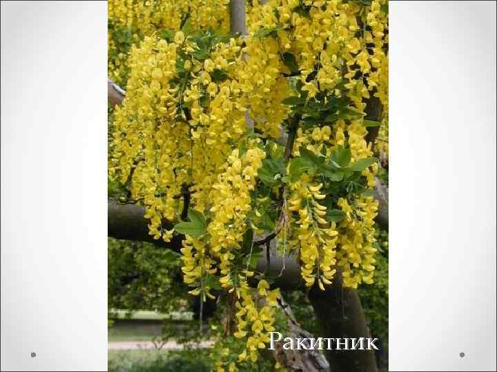 Ракитник 